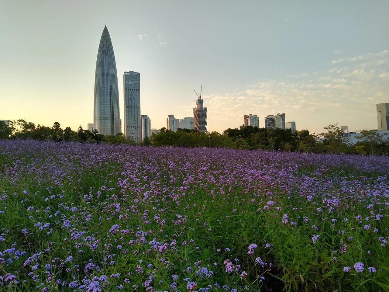 Shenzhen Bay Park içinde çiçekler ve uzakta gökdelenler, 2019