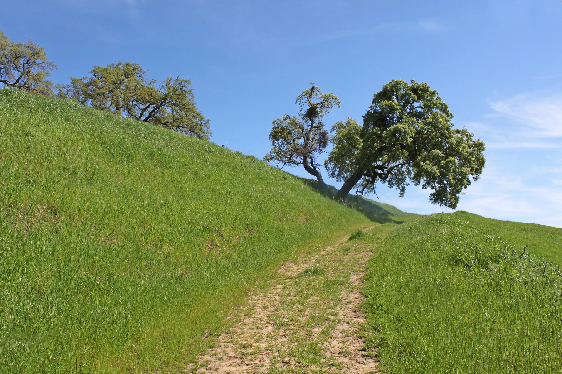 Natural Mount Wanda trail ascending towards an oak tree