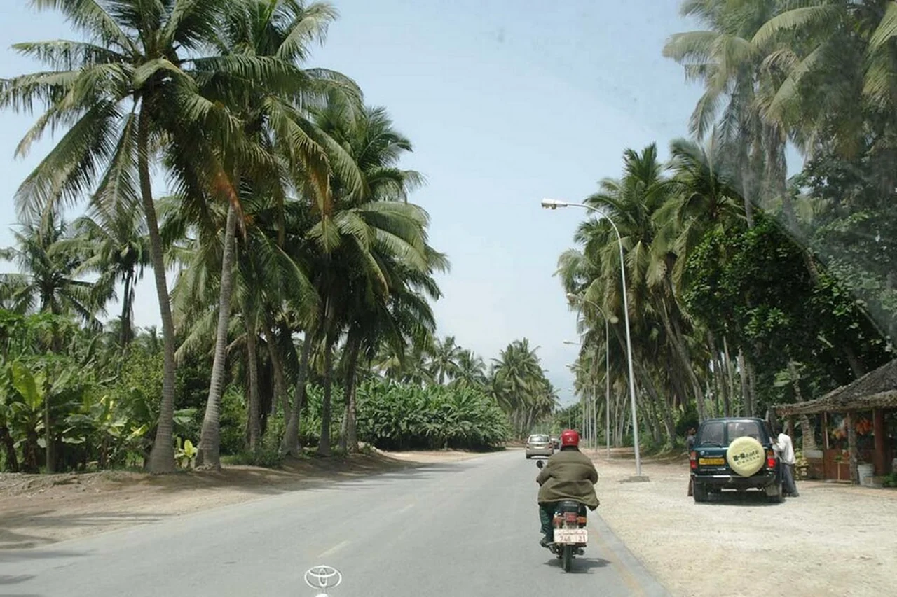 Salalah yol kenarında palmiye dokusu; Şubat 2011, belirli otel değildir