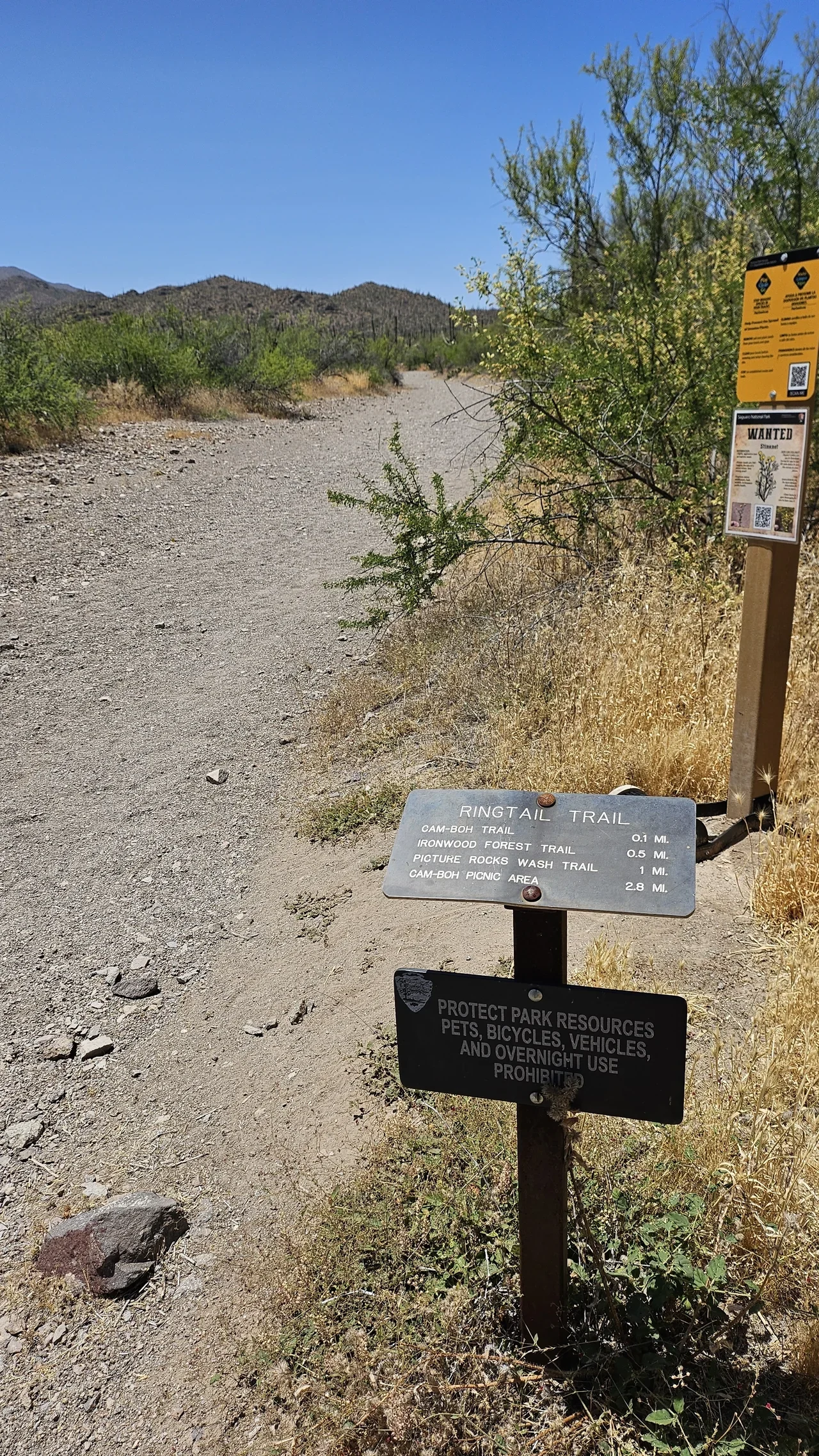 Tucson Mountain District Ringtail patikası levhası ve kuru dere yatağı, arşiv