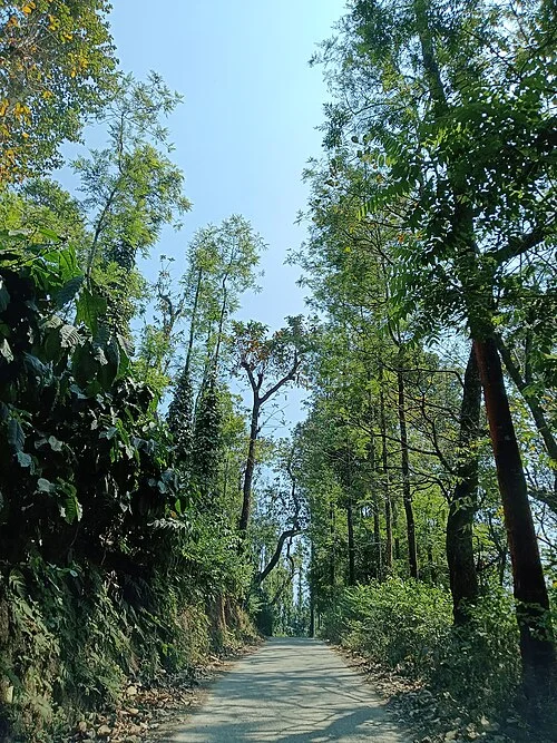 Kaynakta Chikkamagaluru olarak kaydedilen ağaçlı dar yol