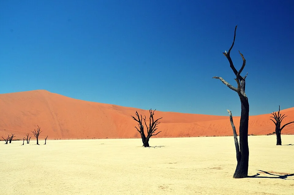 Deadvlei’de kuru ağaçlar ve açık renkli kil düzlüğü