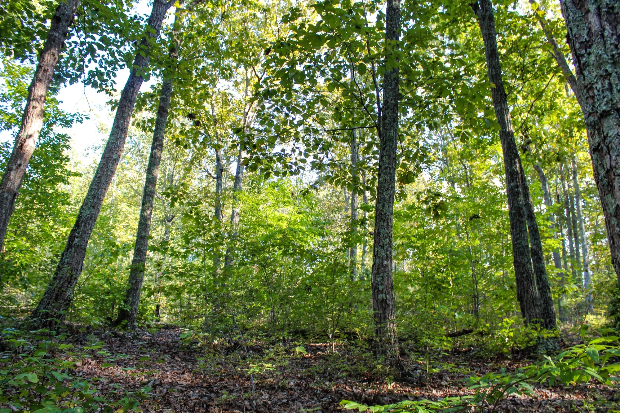 Tree trunks and woodland floor at Kings Mountain National Military Park