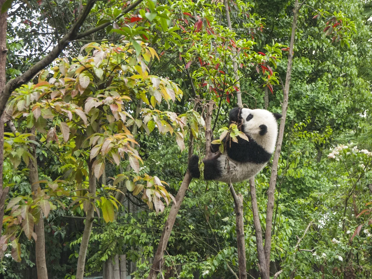 Chengdu Panda Base’de ağaca tırmanan dev panda, 2016 arşiv fotoğrafı