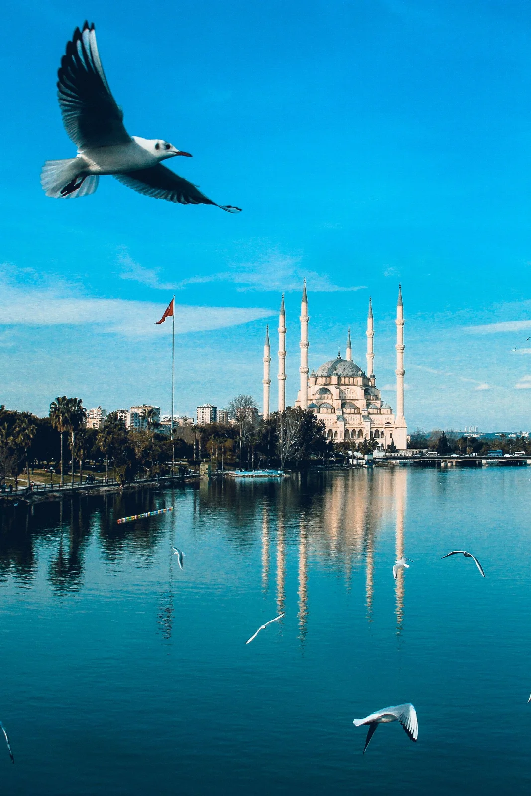 Sabancı Merkez Camii önünde Seyhan Nehri ve uçan kuşlar