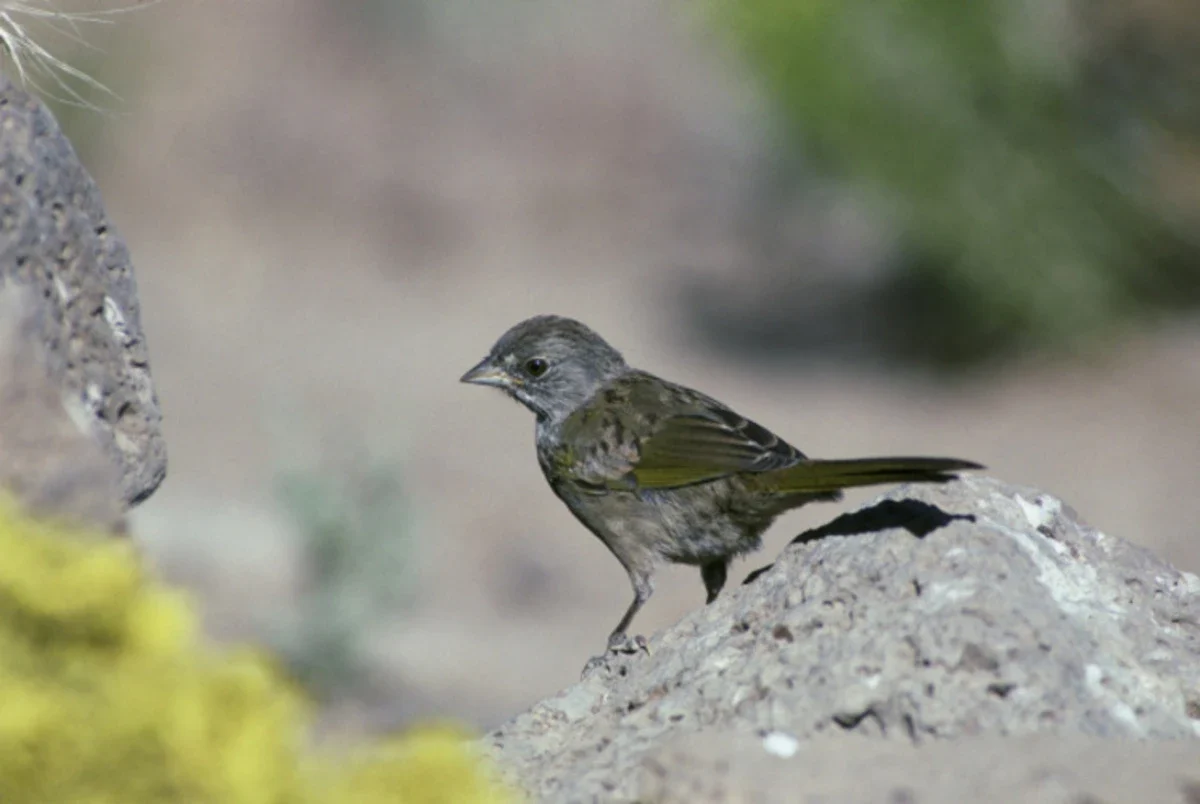 Lake County Deschutes National Forest arşivinde yeşil kuyruklu towhee