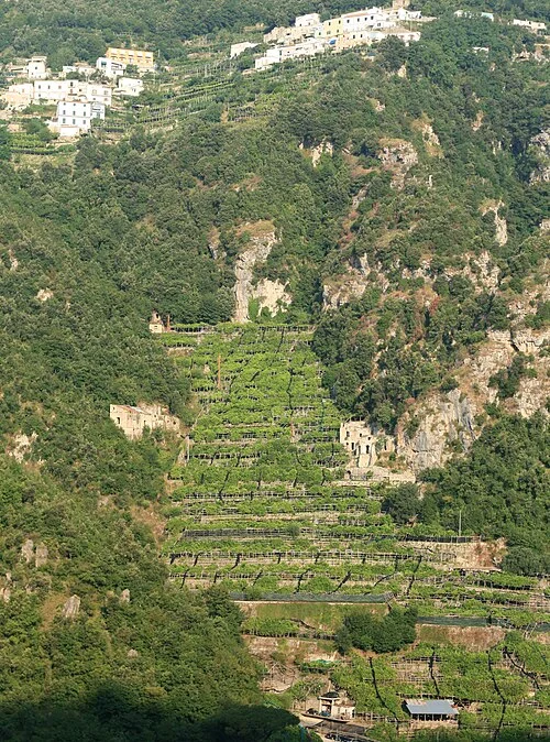 Terraced lemon orchard on an Amalfi hillside, 2008