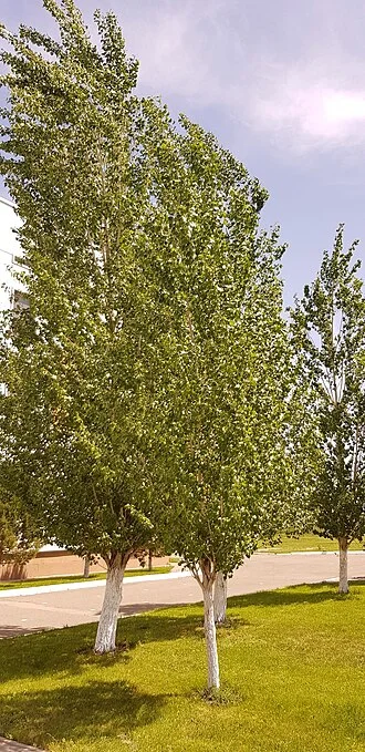 Astana’da ağaçlı alan, Mayıs 2022; belirli park adı bilinmiyor