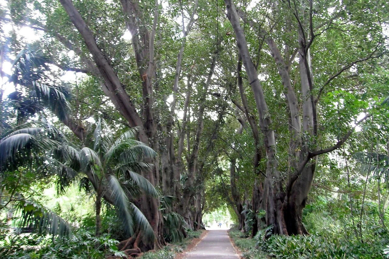 Tree-lined path in Adelaide Botanic Garden, 2010