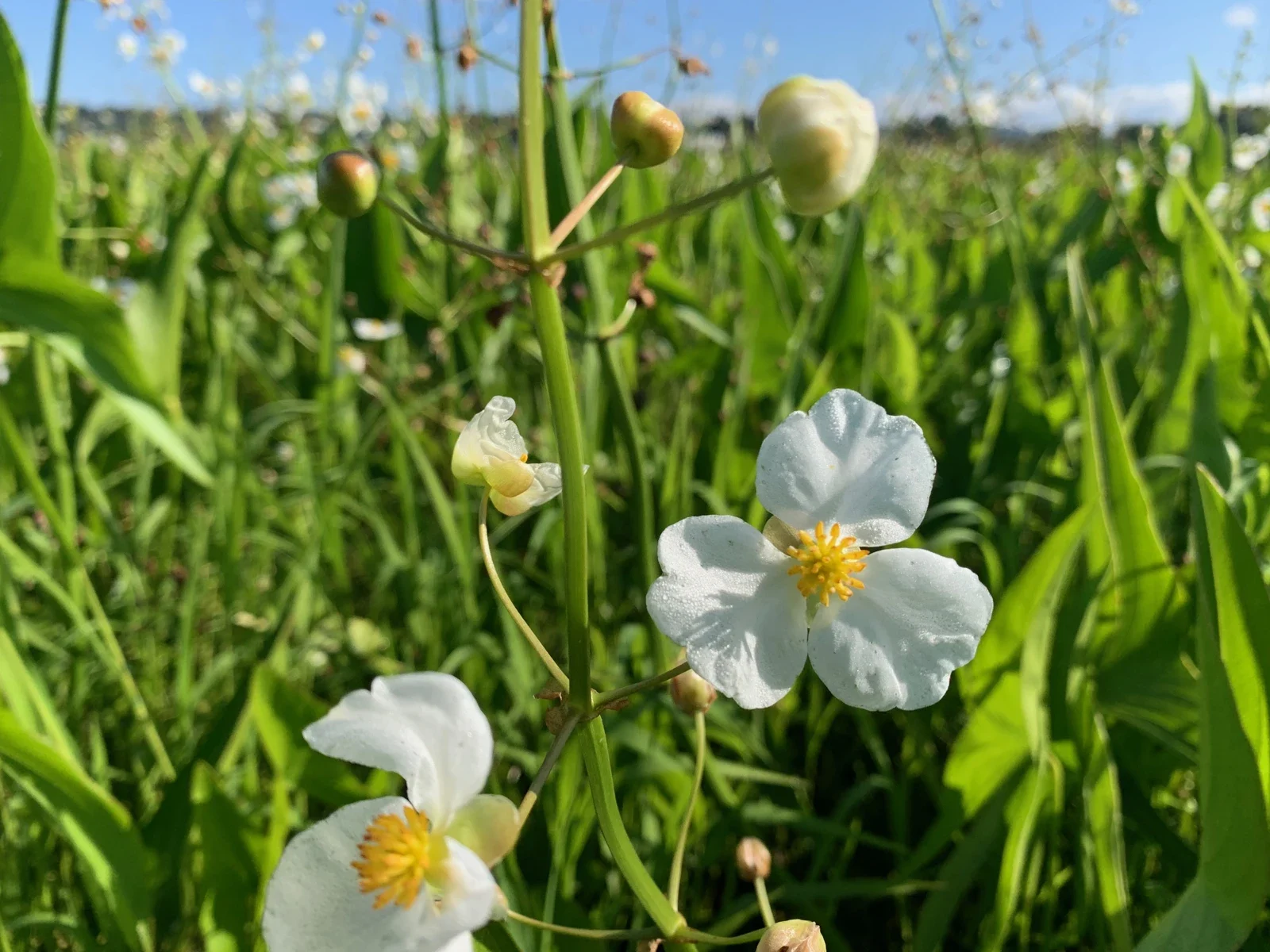 Archive wapato flower in natural Tualatin River wetland; not a garden