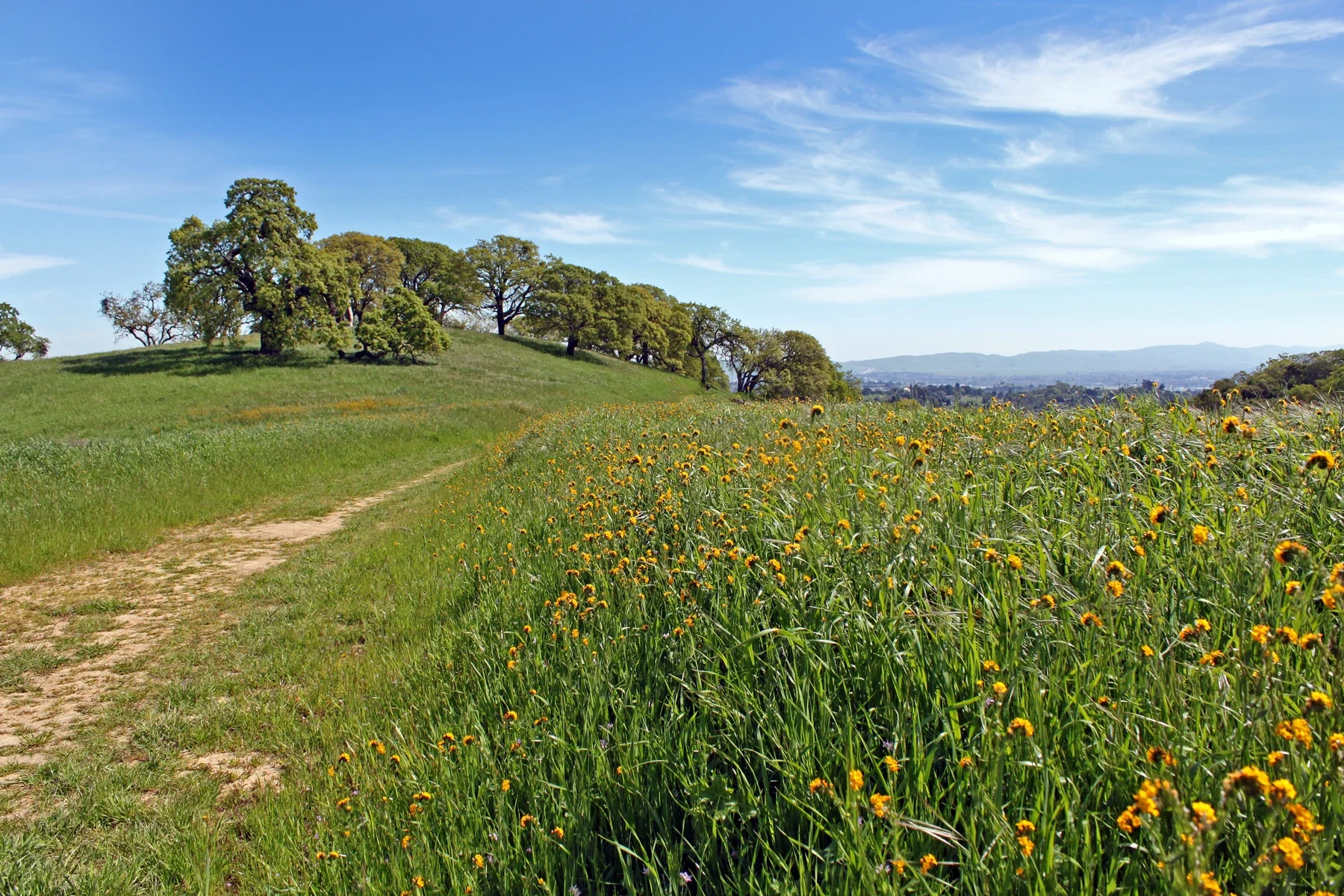 Oaks and a curving path on Mount Wanda grassland slope