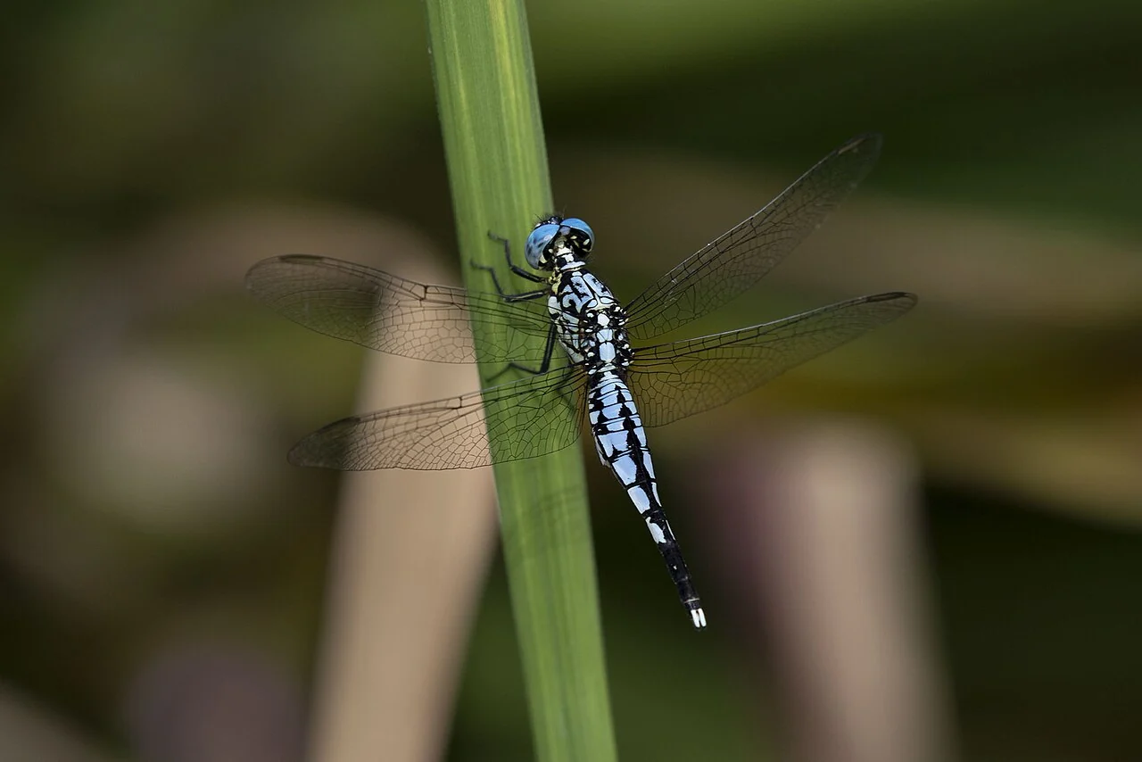 Ivoloina Park, Acisoma attenboroughi dragonfly; November 2018, not a sighting guarantee