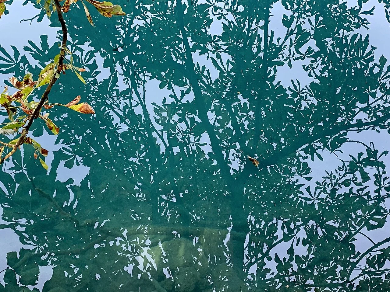 Bled Gölü suyunda yaprak ve ağaç yansımaları, Eylül 2019; yemek terası veya güncel hava bilgisi değildir.