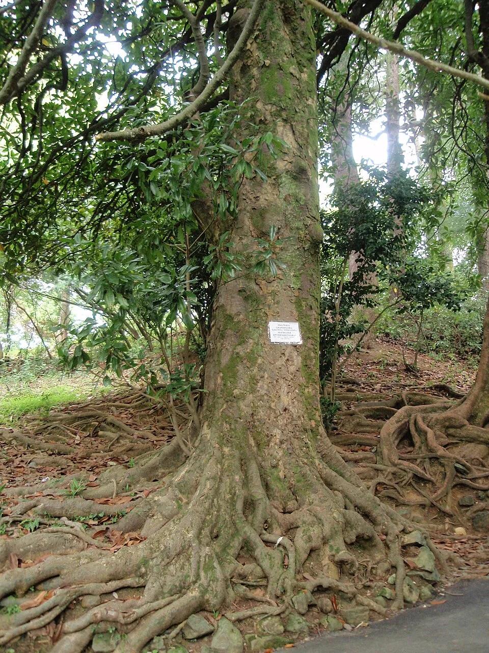 Large tree trunk and spreading surface roots in Batumi Botanical Garden; August 2008.