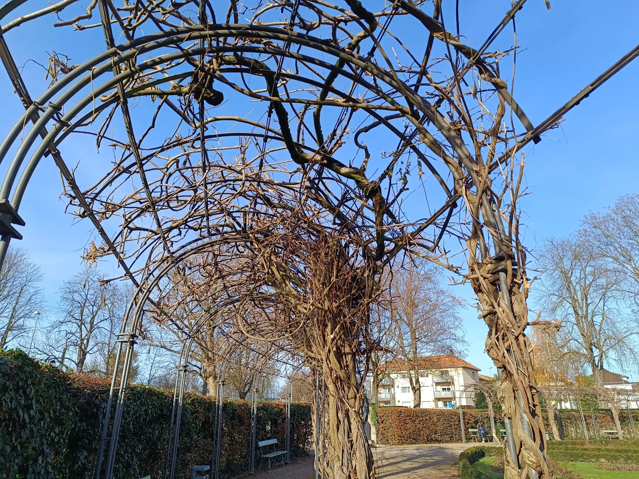 A bare-branched garden arch at Bruchsal Palace, December 2025