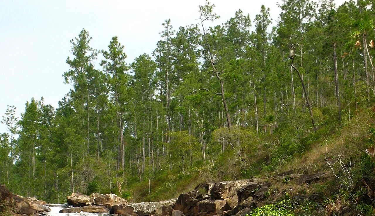 Pine forest near Big Rock Falls, Cayo, Belize, 2007