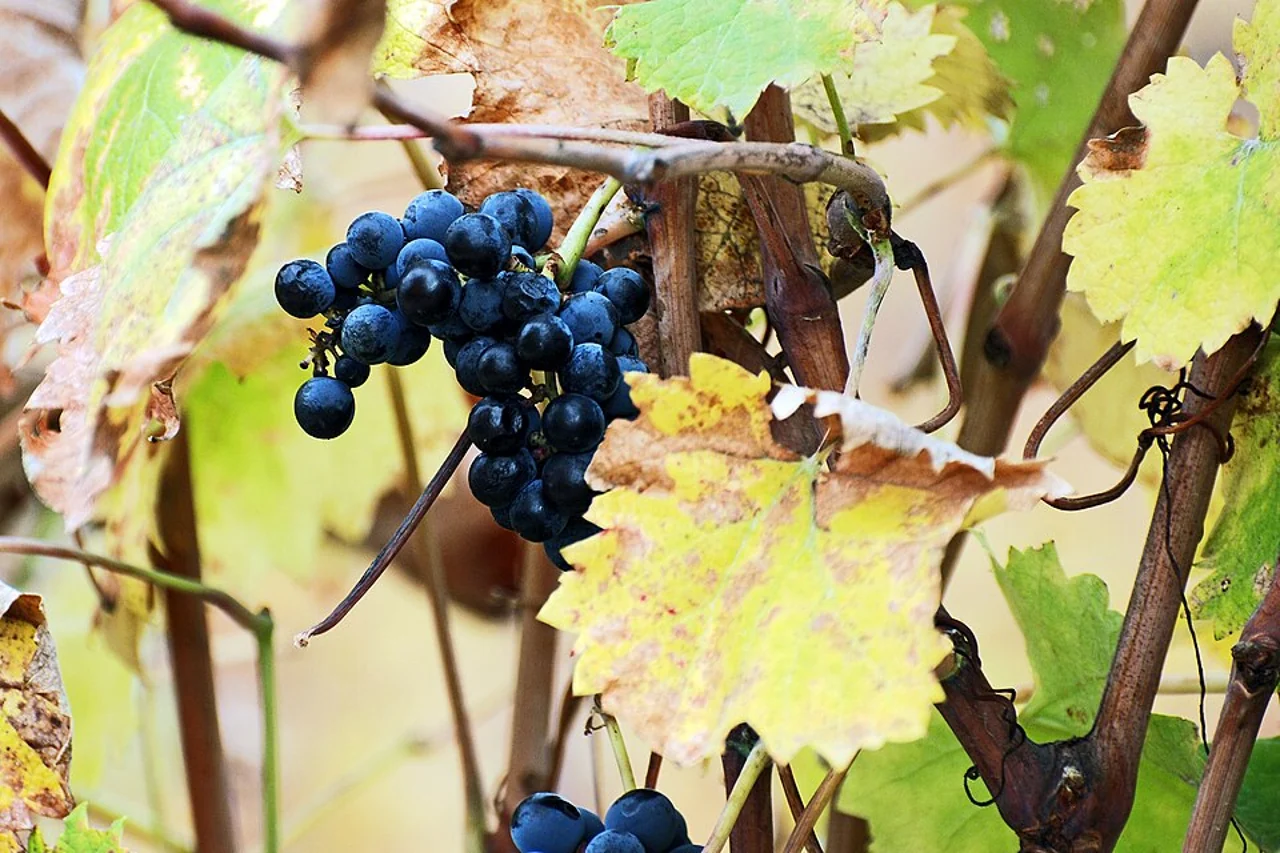 Paarl çevresinde üzüm salkımı,Mayıs2012; güncel hasat veya Fairview ürünü vaadi değildir