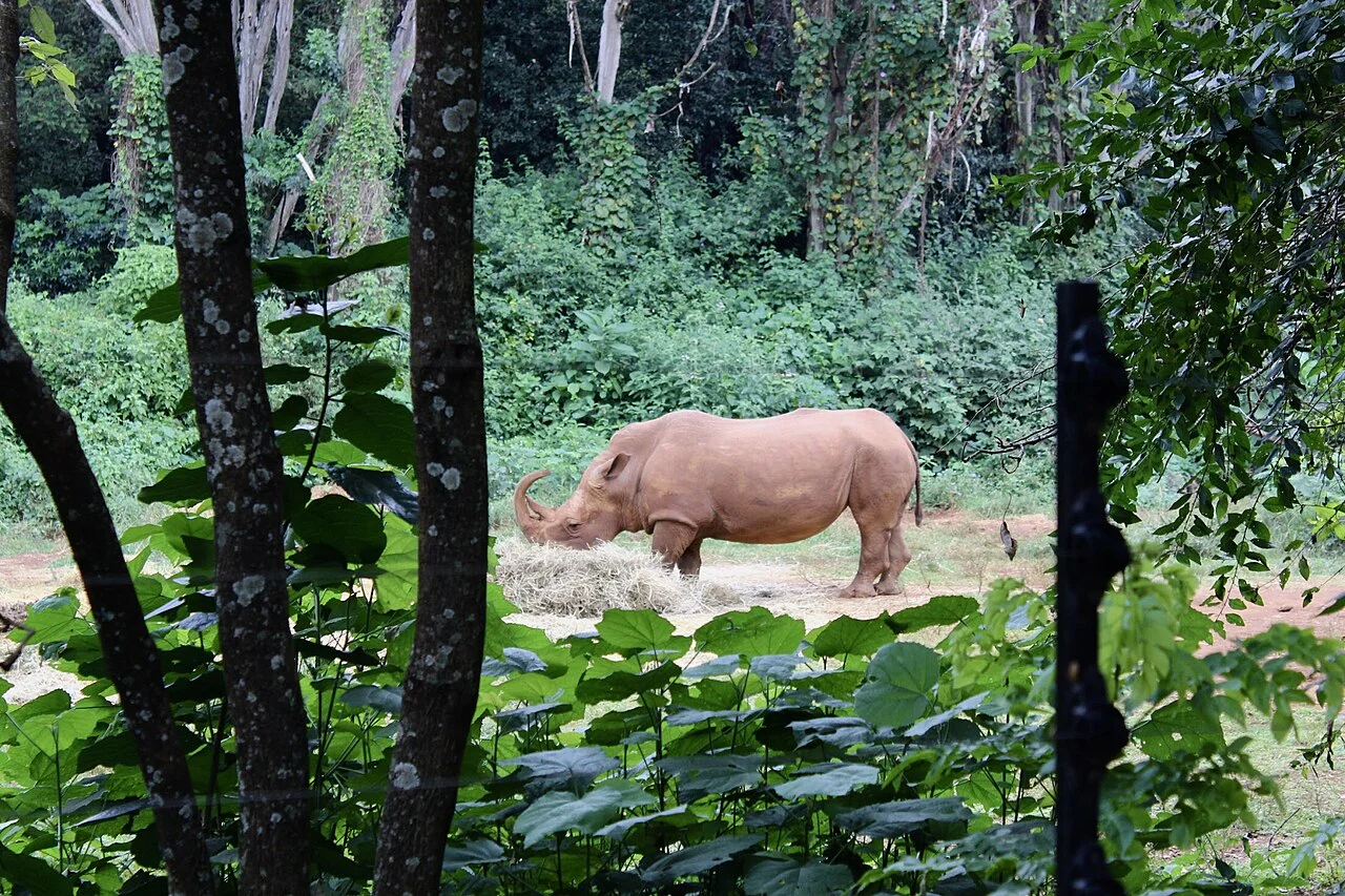 White rhinoceros at Nairobi National Park; July 2020, not a guarantee of a wildlife sighting.