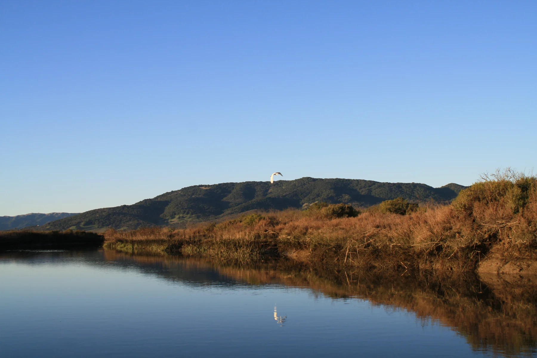 San Pablo Bay yakınındaki Petaluma River üzerinde uçan ak balıkçıl ve nehir manzarası