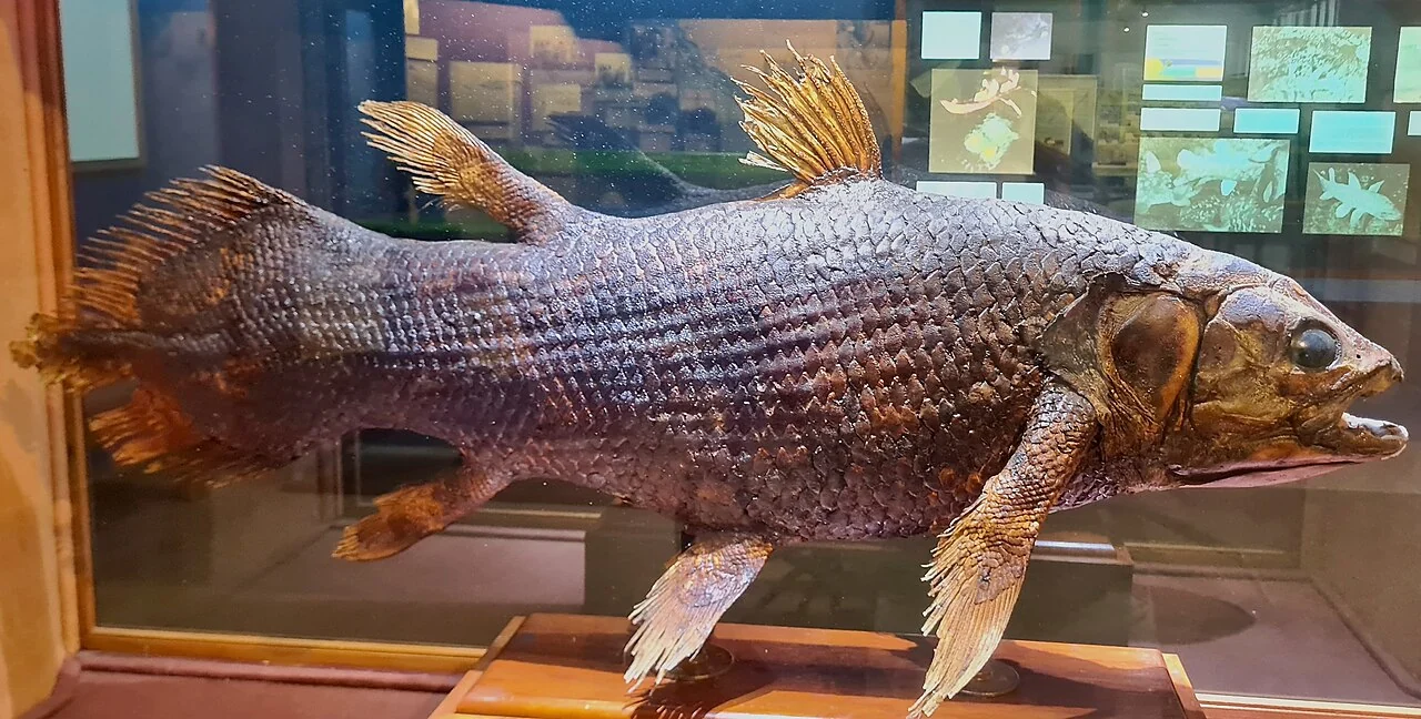 Coelacanth holotype at East London Museum, natural collection specimen; Bernard DUPONT, 27 January 2025