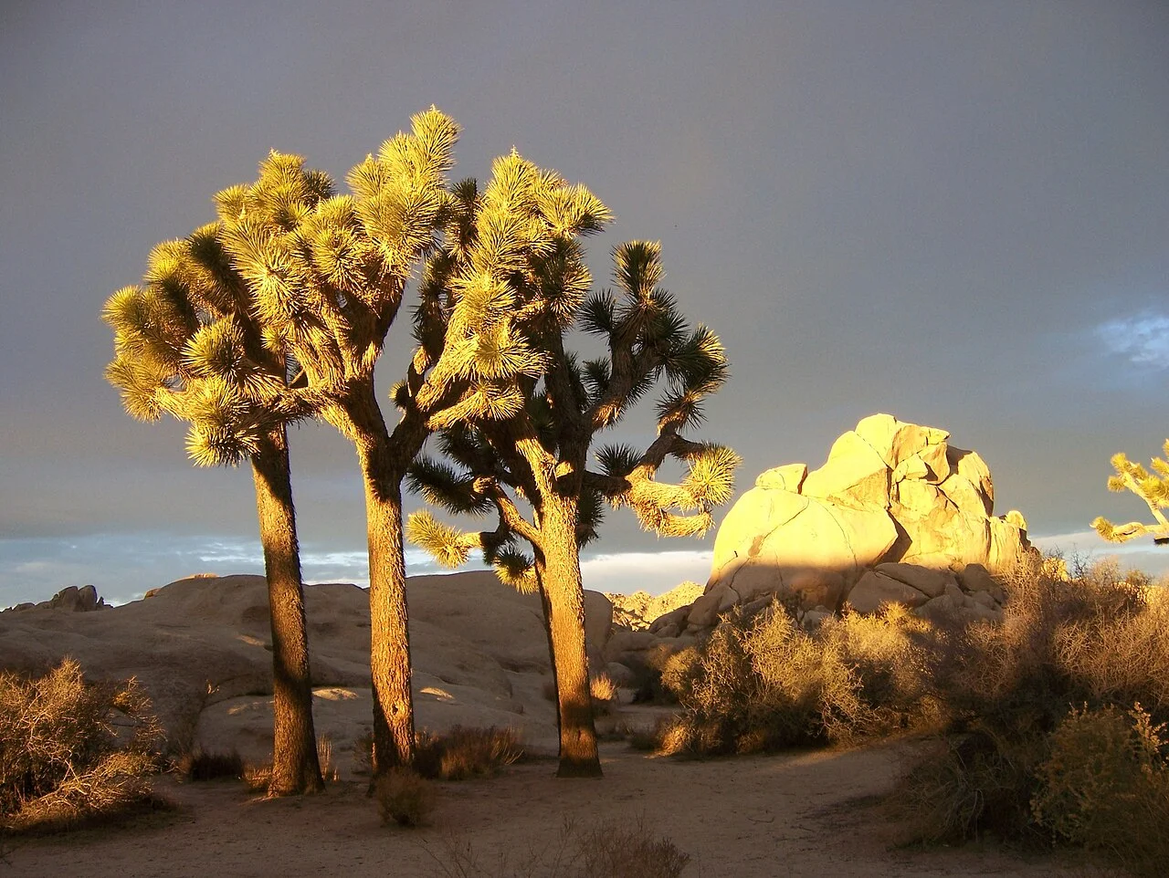 Joshua trees around Hidden Valley in Joshua Tree National Park, 2007
