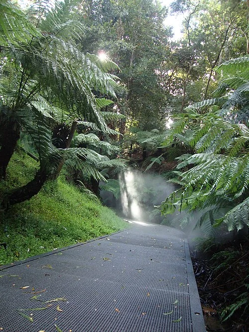 Australian National Botanic Gardens yağmur ormanı bitkileri ve sis, 2017