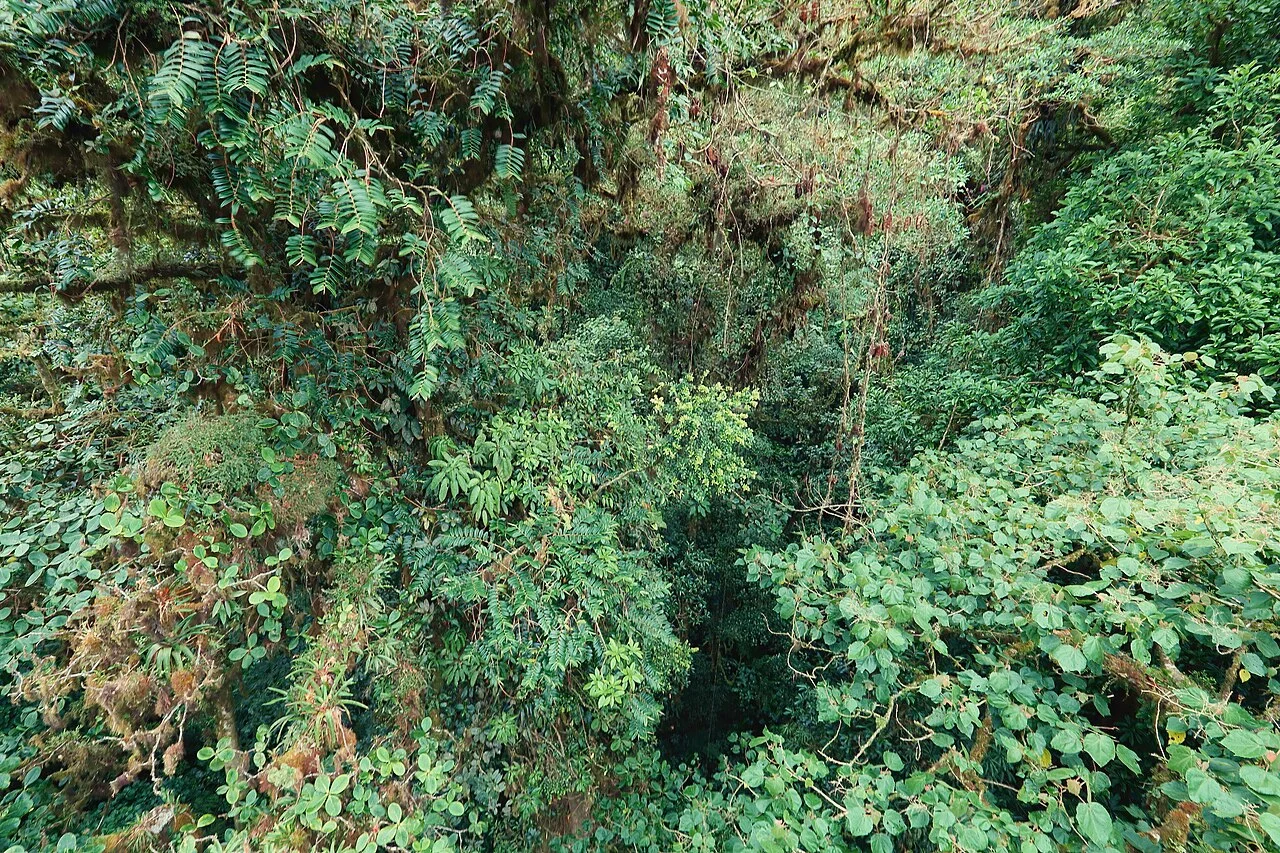 Monteverde cloud forest landscape viewed from Sky Adventures bridges, 2017