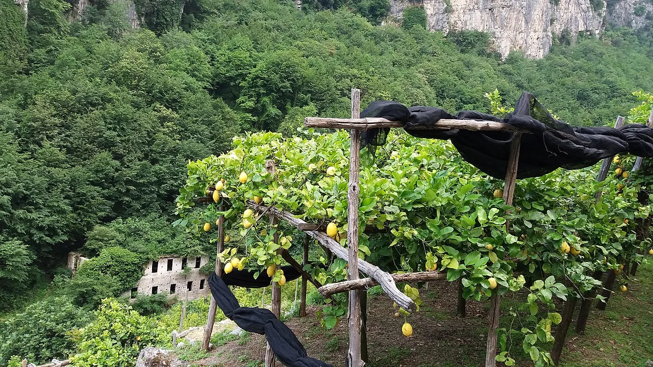Lemon garden and green hillside around Amalfi Via dei Mulini, 2016