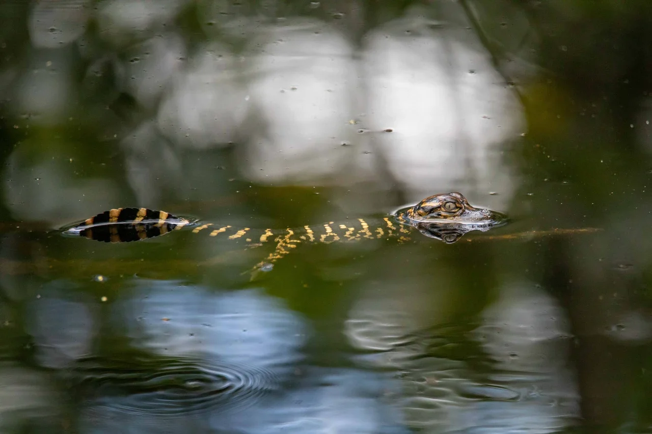 Everglades arşivinde su yüzeyinde yüzen alligator yavrusu