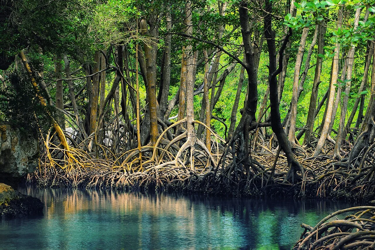 Los Haitises mangrovları, Dominik Cumhuriyeti, 2012