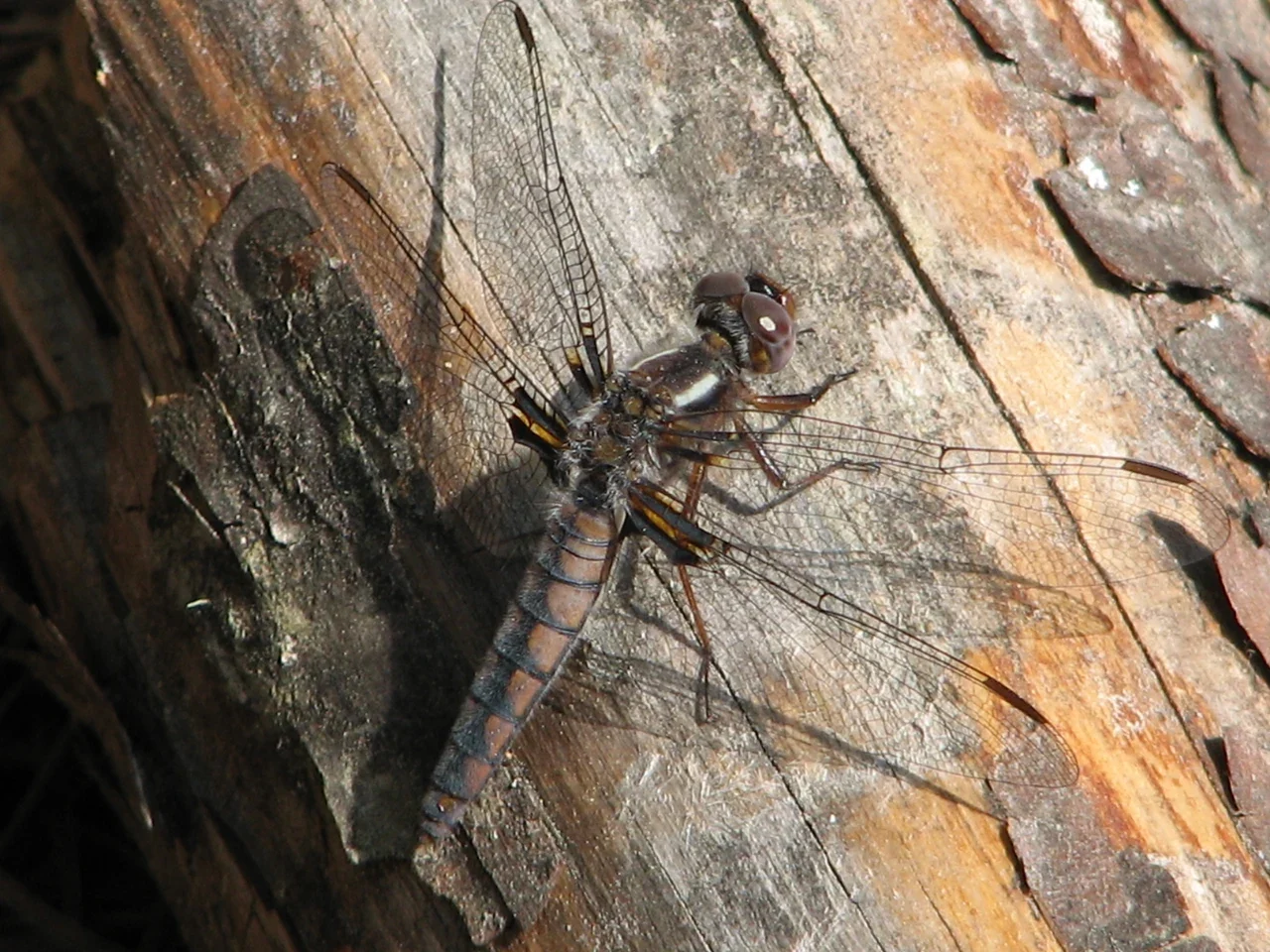 Dragonfly with visible wing veins on tree bark
