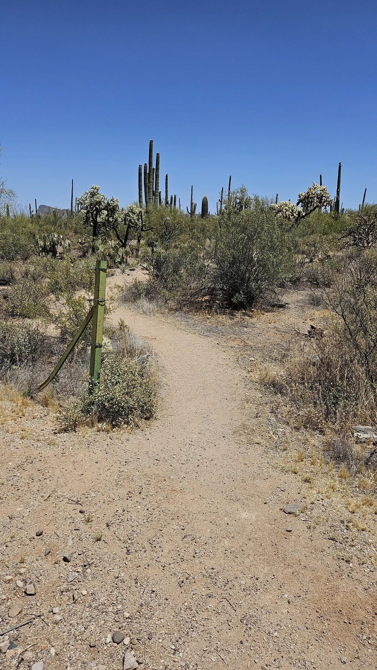 Tucson Mountain District Manville patikasında saguaro ve çöl bitkileri, arşiv