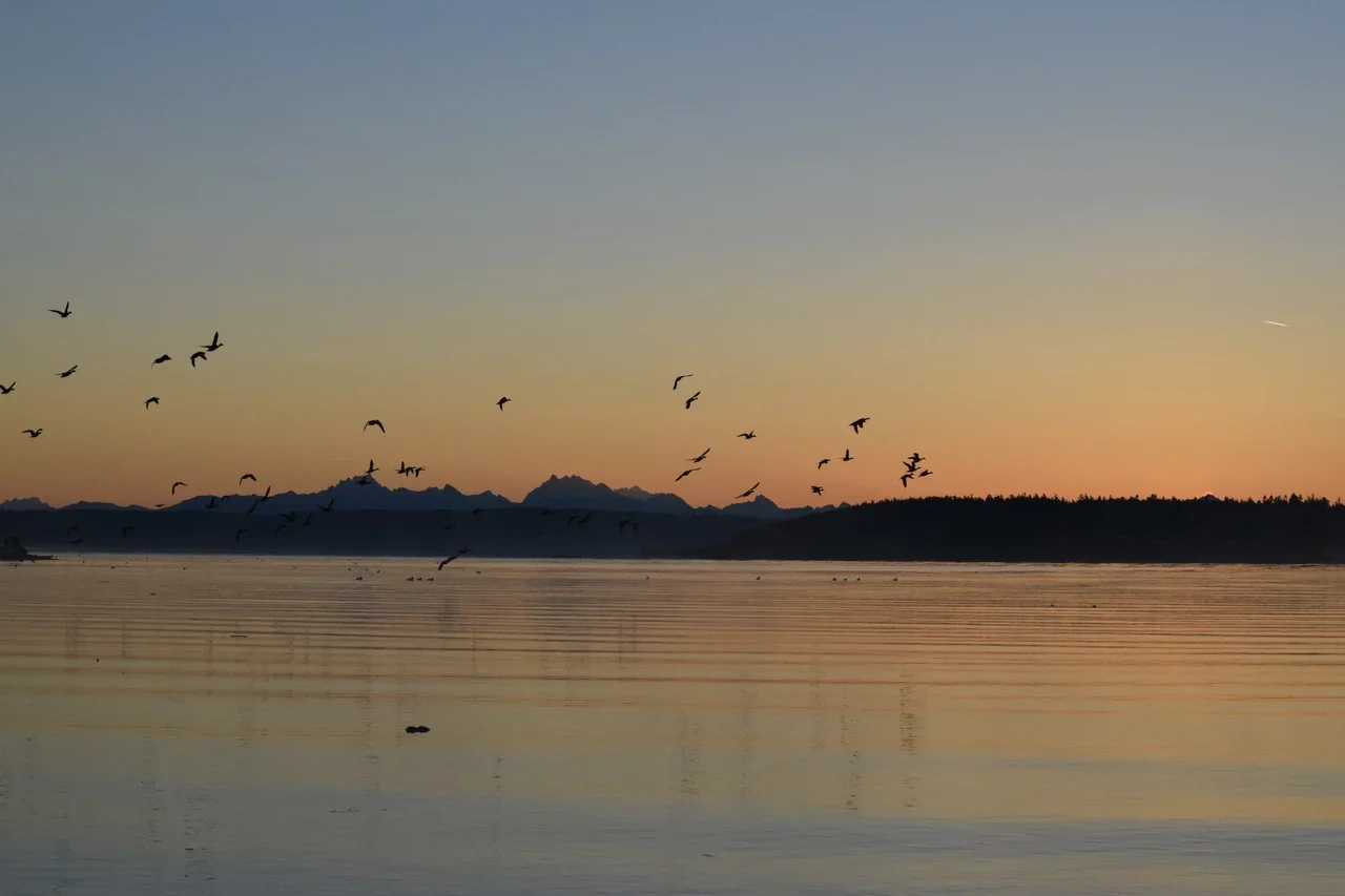 Evening silhouettes of birds flying over Penn Cove, NPS archive
