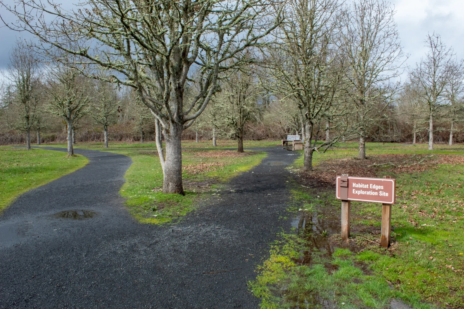 Gravel trail surface with puddles at Tualatin River refuge