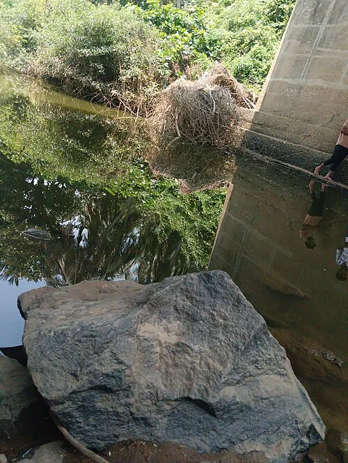River near Gopalasamudram bridge in the Tirunelveli area
