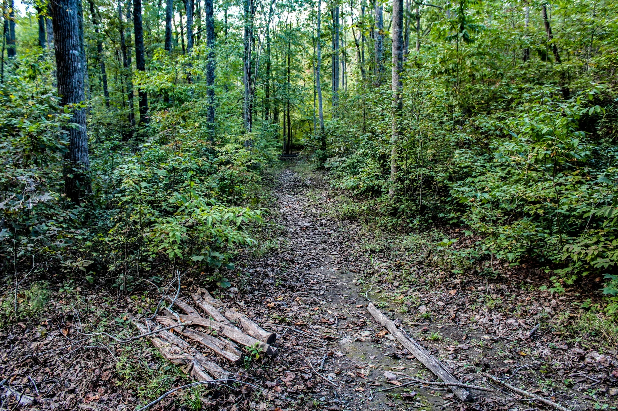 Unpaved path between roots at Kings Mountain National Military Park