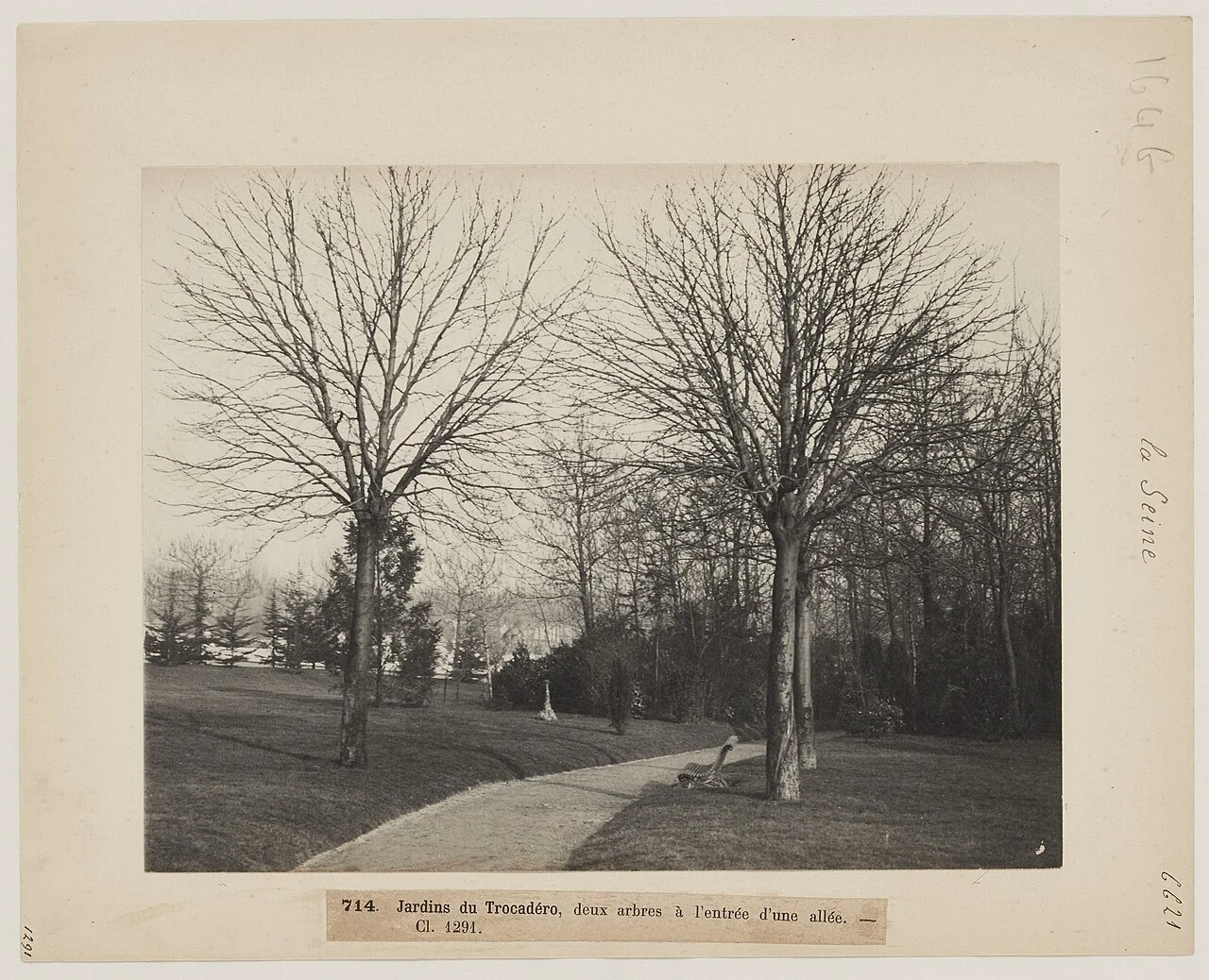 Two trees in the Trocadéro gardens, historical photograph circa 1890; not the present garden layout
