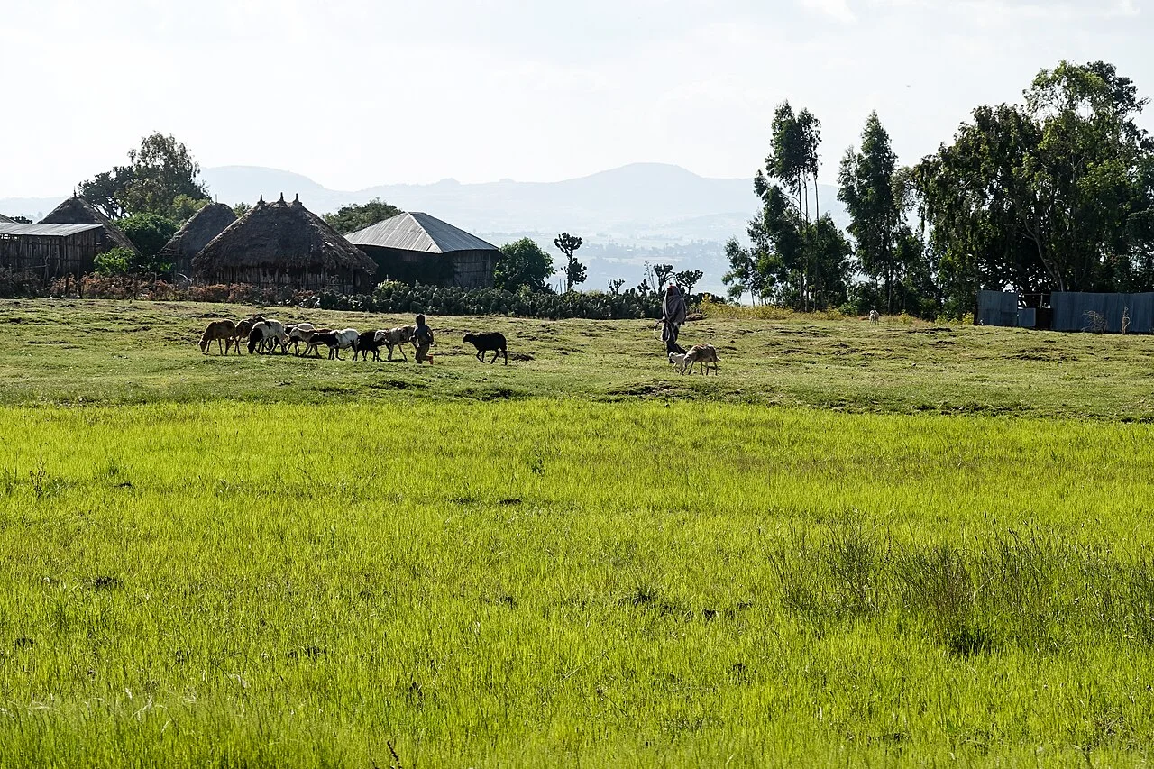 Teff fields in Oromia, 2019; agricultural context, not an access recommendation