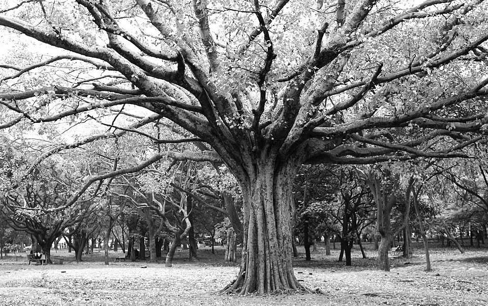 Bengaluru Cubbon Park ağaçları ve gölgelik çevre