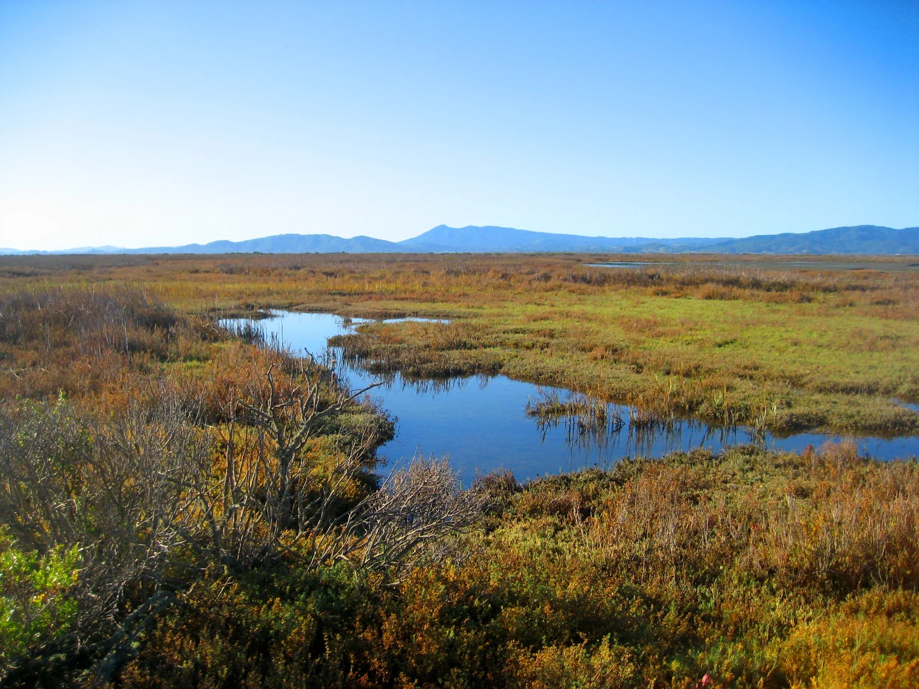 San Pablo Bay tuzlu bataklığında su kanalları ve doğal bitki örtüsü