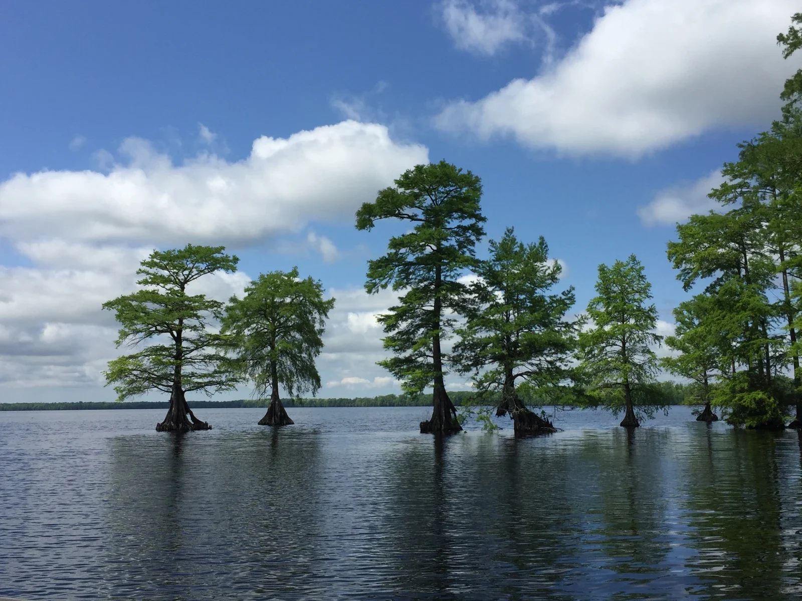 Trees rising from the water at Lake Drummond in Virginia