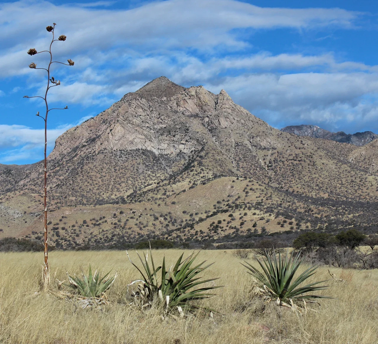 Montezuma Peak behind agave leaves and a dry flowering stalk