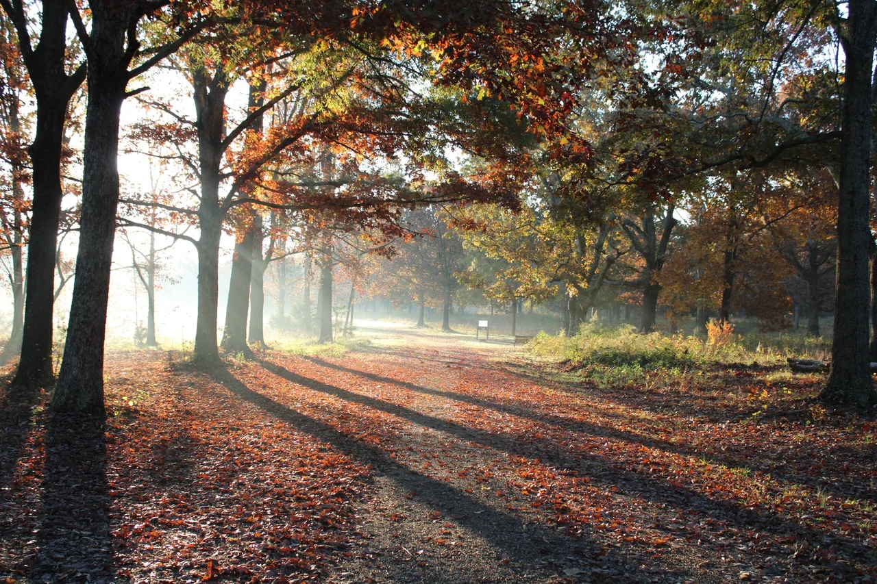 Autumn leaves and morning light on a Cowpens woodland path
