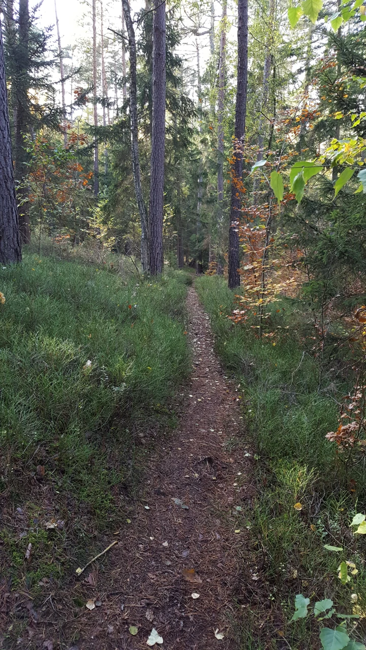 A narrow woodland path in Fürther Stadtwald, 2016