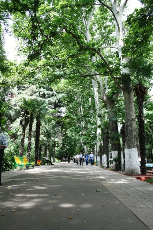 Gence Han Bağı ağaçlı yürüyüş yolu; Самый древний, 2009 arşiv fotoğrafı.