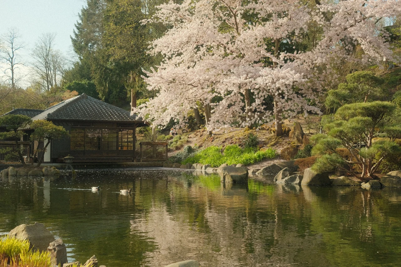 Pond and spring blossom at Kaiserslautern Japanese Garden