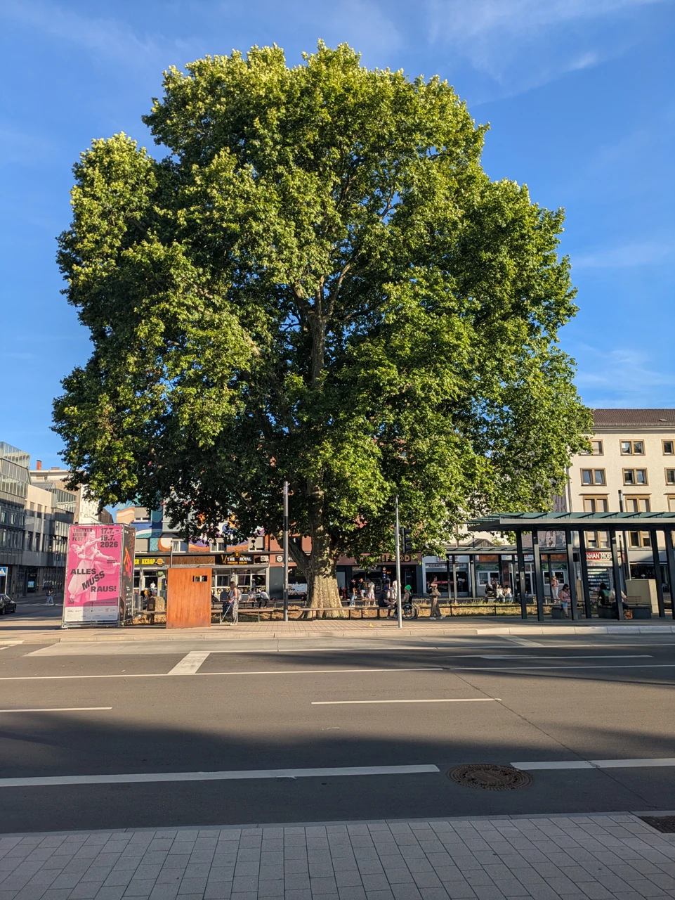 City plane tree at Fackelrondell in Kaiserslautern, 2026