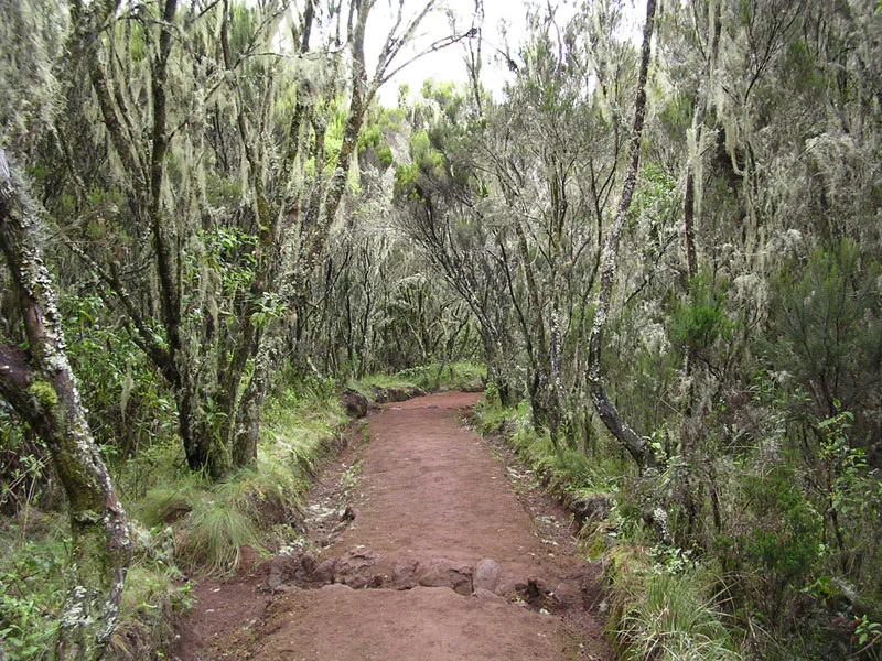 Forest trail on the Marangu route on Kilimanjaro, August 2003