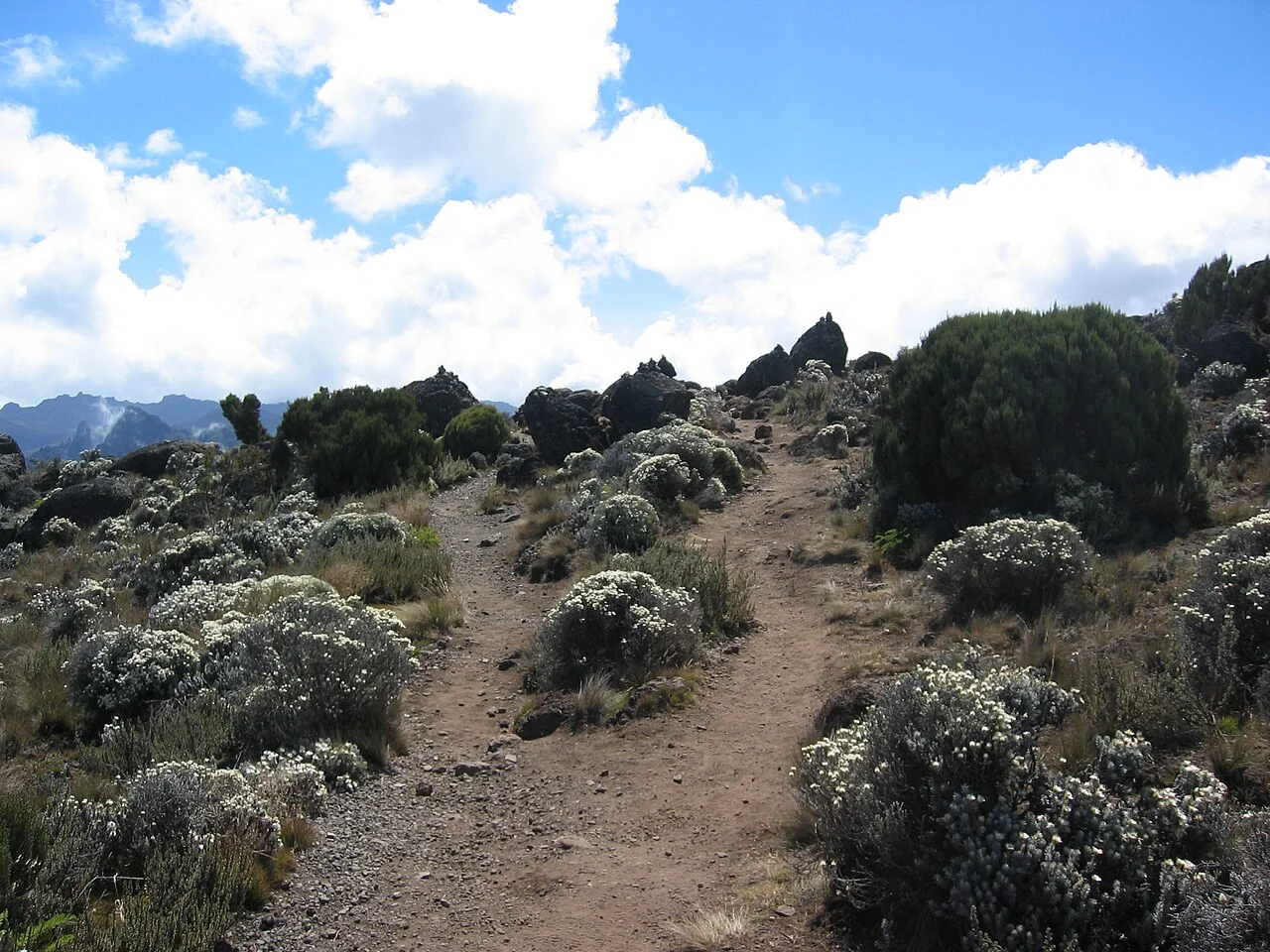 Moorland vegetation around Shira on Kilimanjaro, July 2006