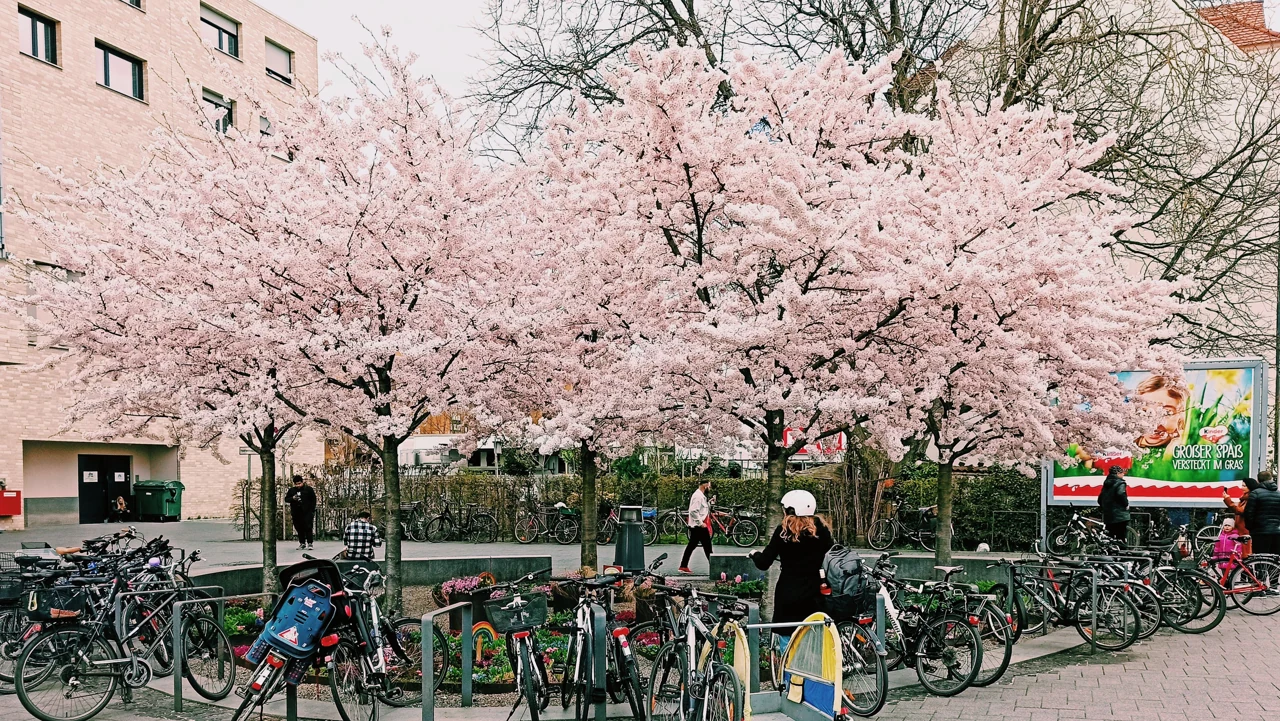 Konstanz baharında çiçekli ağaçlar ve park edilmiş bisikletler